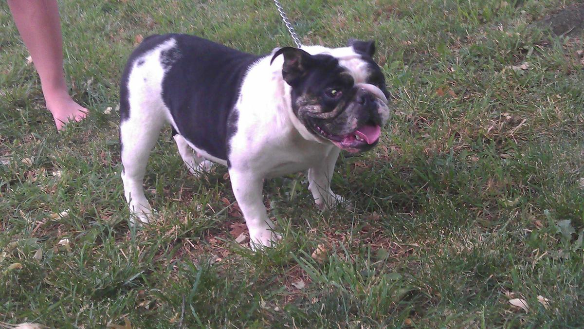 Vibrant Bullies Black Puddle | Olde English Bulldogge 