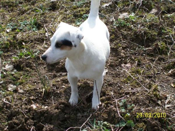 Aicha | Jack Russell Terrier 