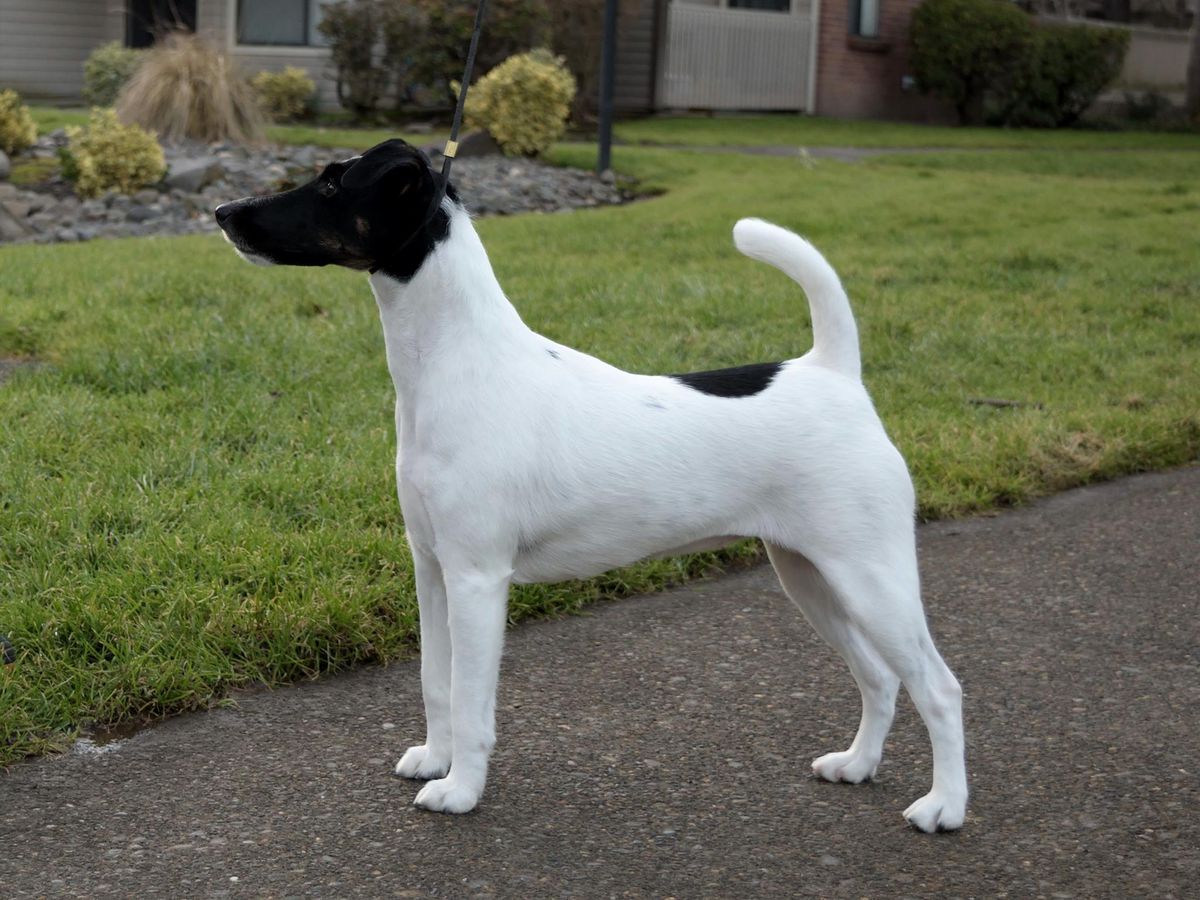 Sayo's Bella &amp; Chick | Smooth Fox Terrier 