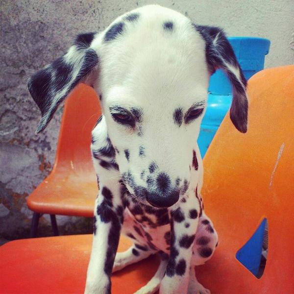 FRK's Diva Vom Della Wonfia's | Dalmatian 