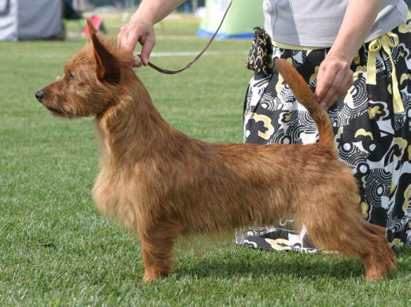 Bluepepper's Puma | Australian Terrier 