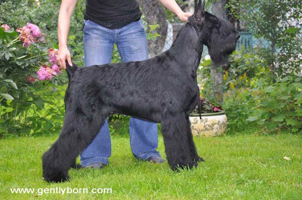 Gently Born Urri Speedy Chopper | Giant Schnauzer 