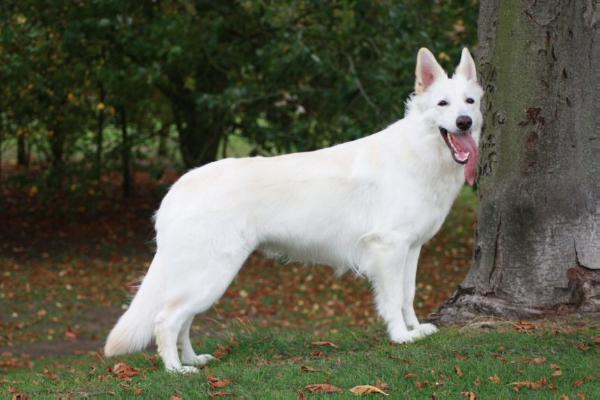 Leebee's White Pow Wow | White Swiss Shepherd Dog 