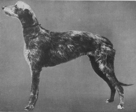 St. Ronan's Rhyme (Europe) | Scottish Deerhound 