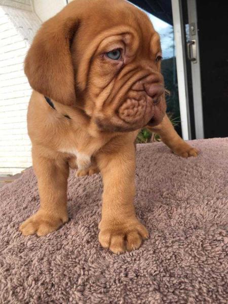 Rialto Hills Abel | Dogue de Bordeaux 