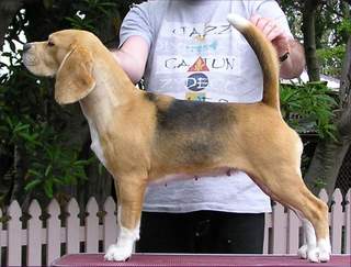Langrigg Sophies Song | Beagle 