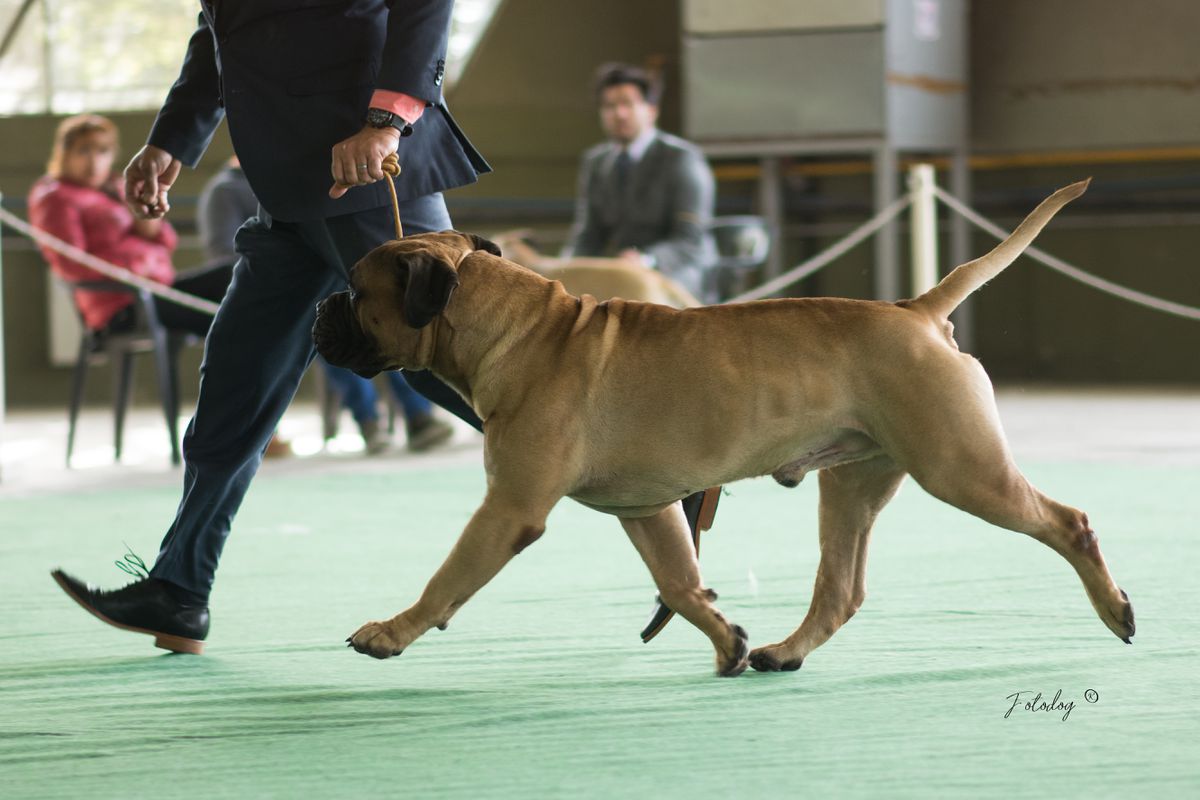 Silverback N Trugrits Sheldon Cooper by Kewen | Bullmastiff 