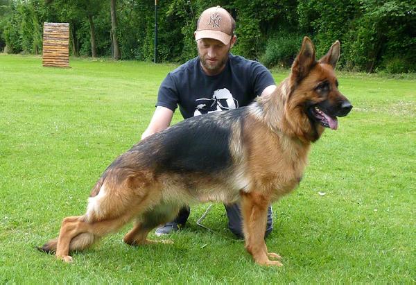 Rossie Terra Silva | German Shepherd Dog 