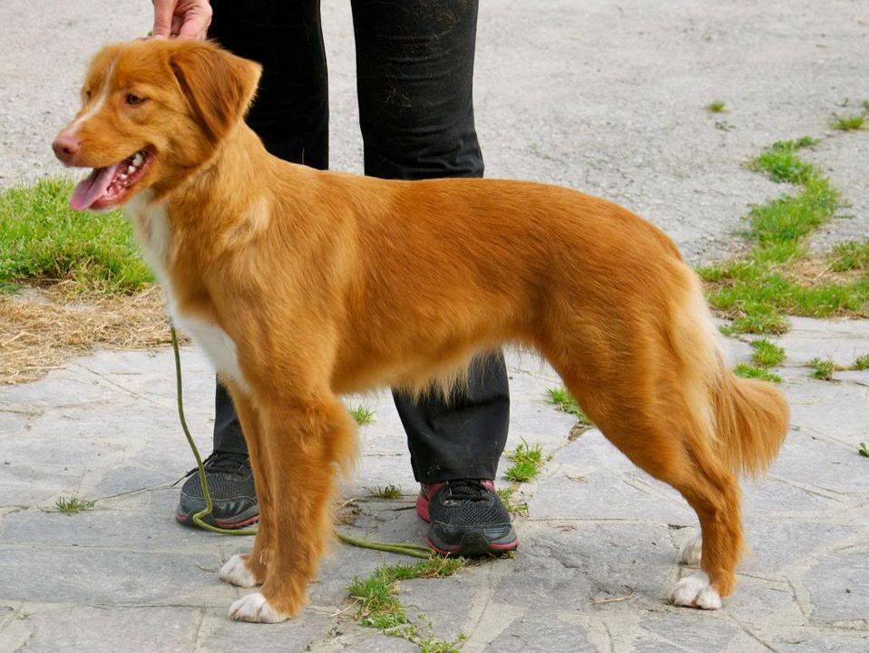 Koppartrollets Breeze | Nova Scotia Duck Tolling Retriever 