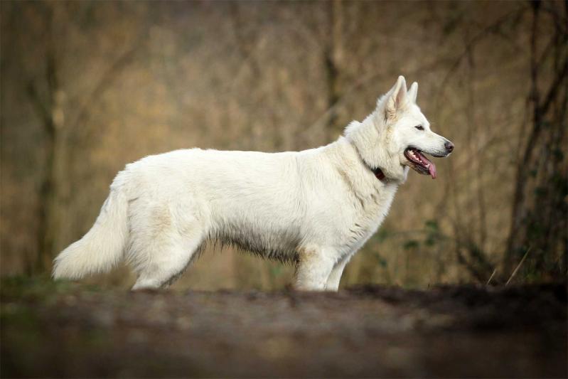 Dakota of Shadow Moon | White Swiss Shepherd Dog 