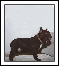 Coco von der Grimmelsburg | French Bulldog 