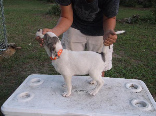 Gunslingers' Maximus Meridius | Catahoula Leopard Dog 