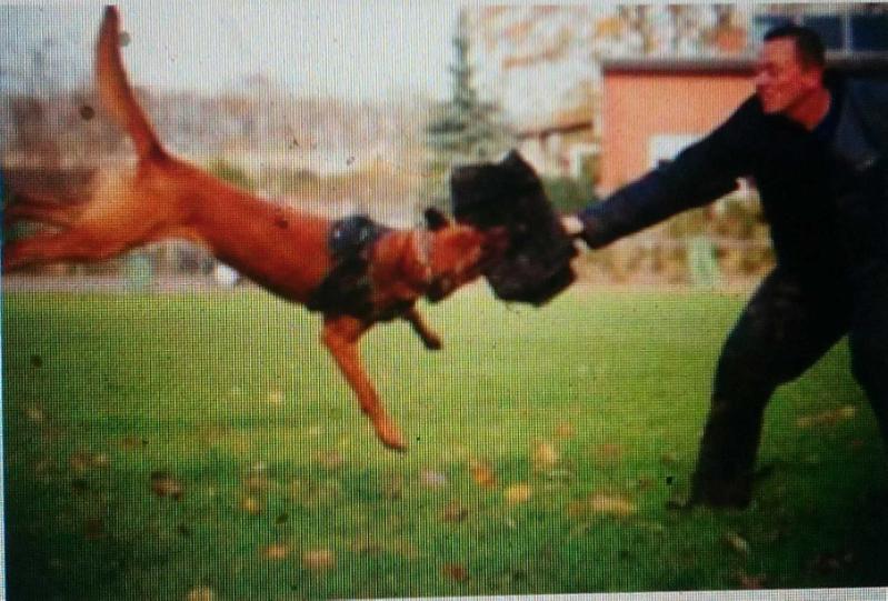 Botox vom Hause Ritter | Belgian Malinois 