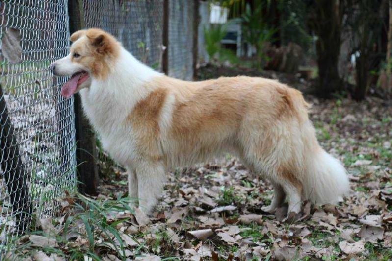 GOLDEN LIVE STARS BORDER COLLIES | Border Collie 