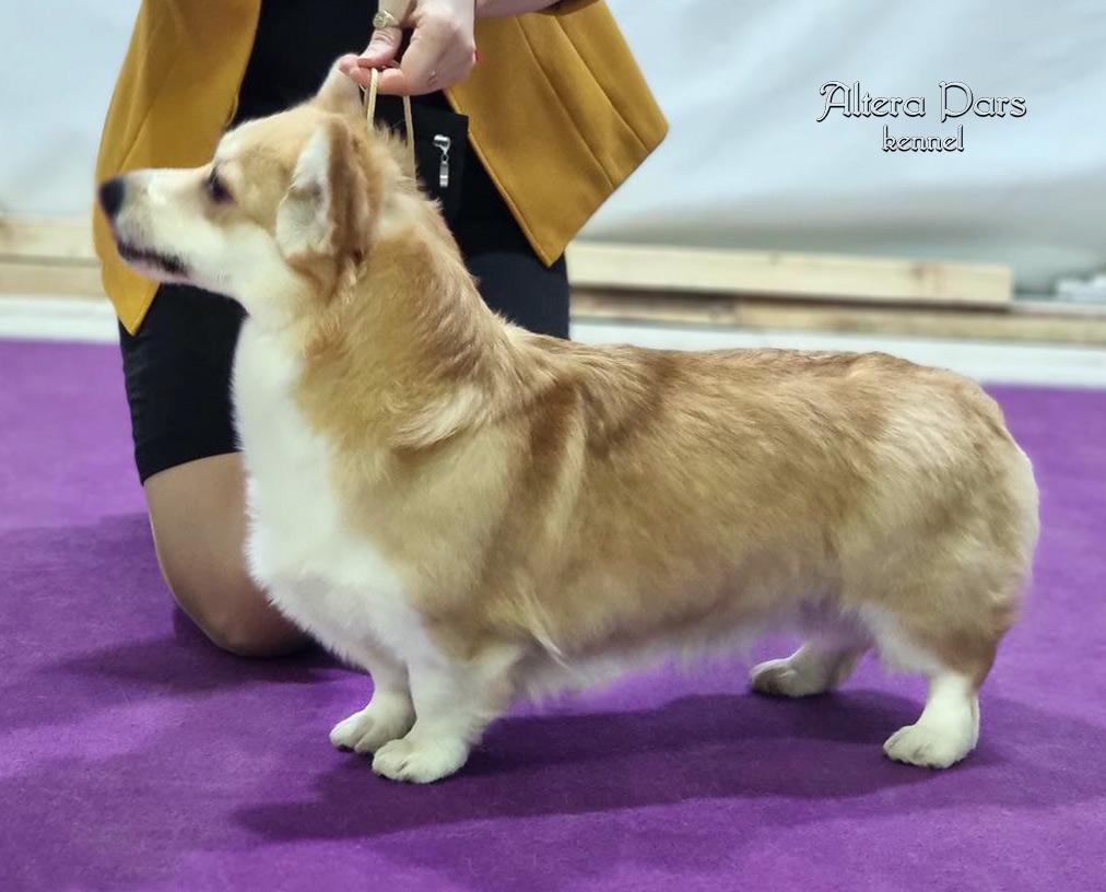 Altera Pars Nora Krin | Pembroke Welsh Corgi 