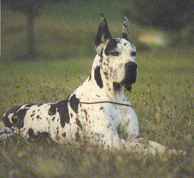 Peter de L'Aygues River | Great Dane 