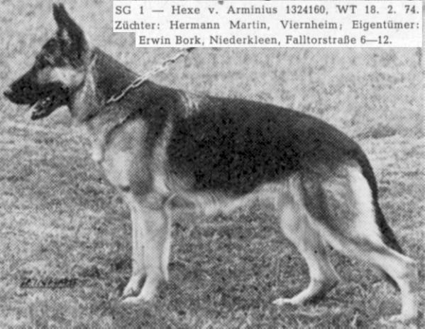 Hexe von Arminius | German Shepherd Dog 