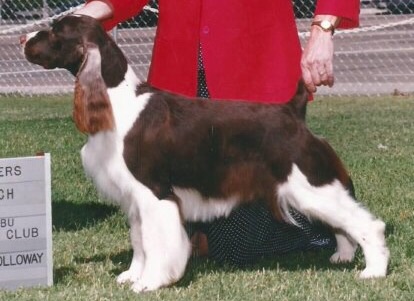 Dignity-N-Stardom's Stinky Winky | English Springer Spaniel 