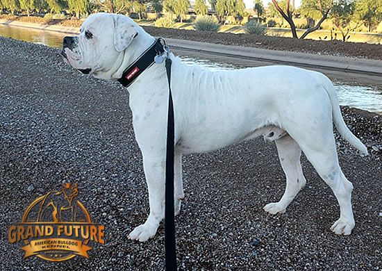 Grand Future Hooligan | American Bulldog 