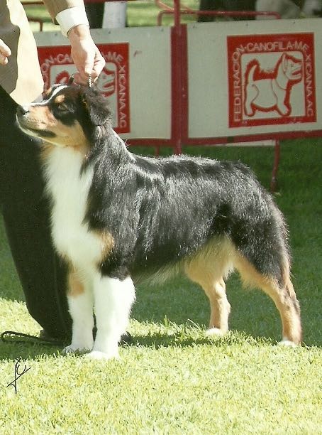 AnEs Aussies Just for Fun | Australian Shepherd 