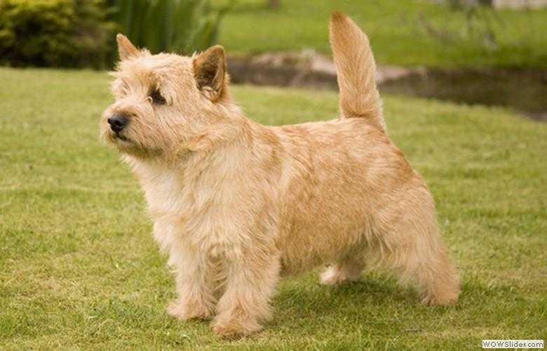 BELLEVILLE COCONUT CREAM | Norwich Terrier 