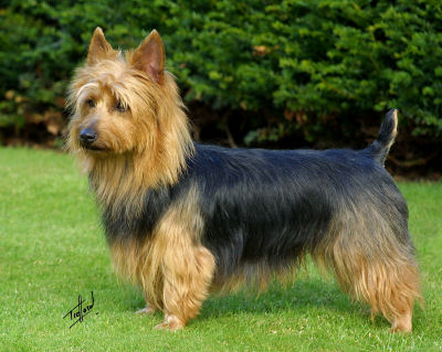 Millvalley Firecracker | Australian Terrier 