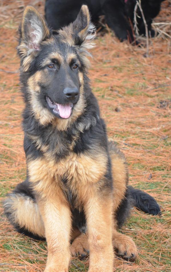 Libertys Rocky | German Shepherd Dog 