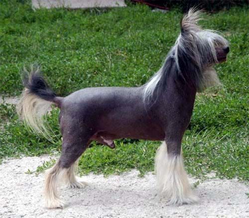 Gingery's Blackberry Dynomite | Chinese Crested 