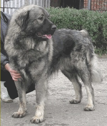 Div | Yugoslavian Shepherd Dog-Sarplaninac 