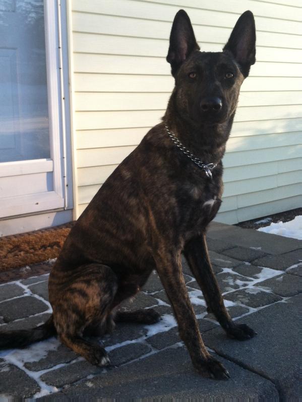 Storm | Dutch Shepherd 