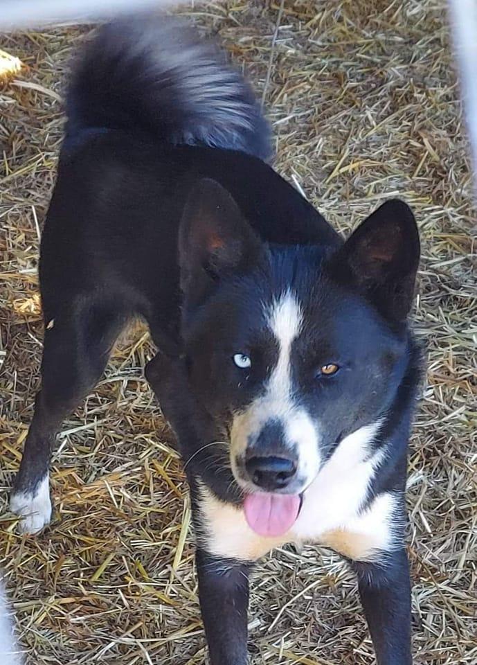 Azula | Siberian Husky 