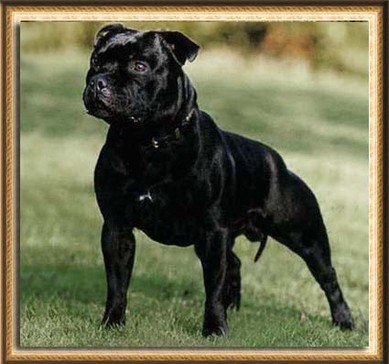 Vanoric Voo Doo | Staffordshire Bull Terrier 