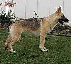 Rin Tin Tins Flashdance | German Shepherd Dog 