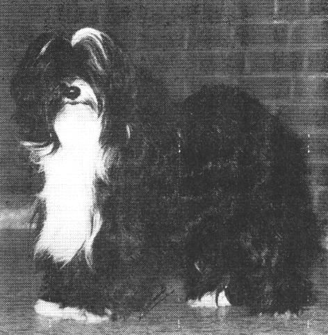 TENZING WU CHIEN PA | Tibetan Terrier 