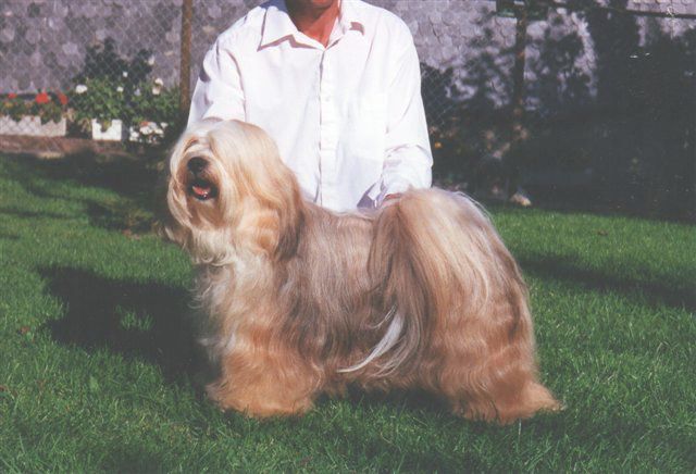 DSCHOWO'S ARUSHA | Tibetan Terrier 