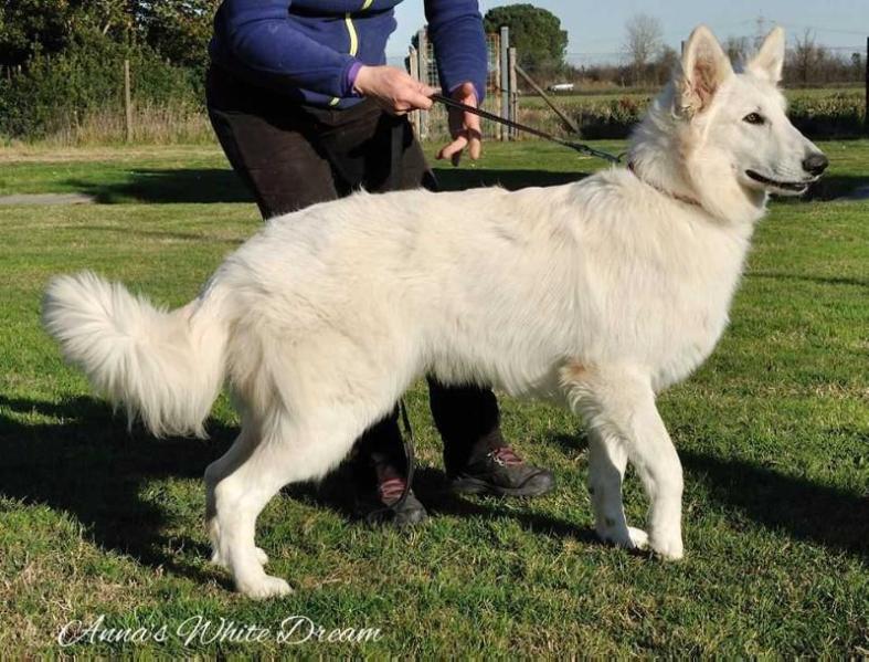 Thabit | White Swiss Shepherd Dog 