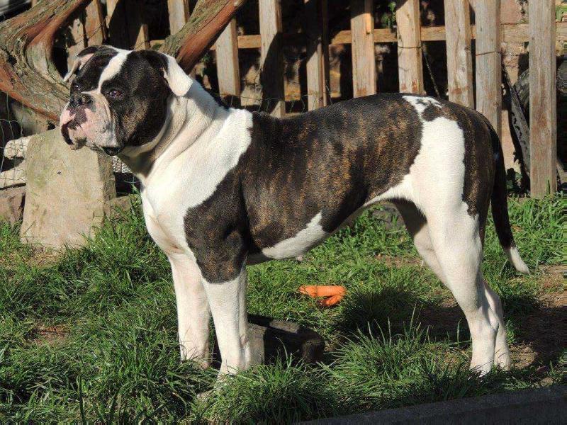 Ostergaard's Lykke Li | American Bulldog 