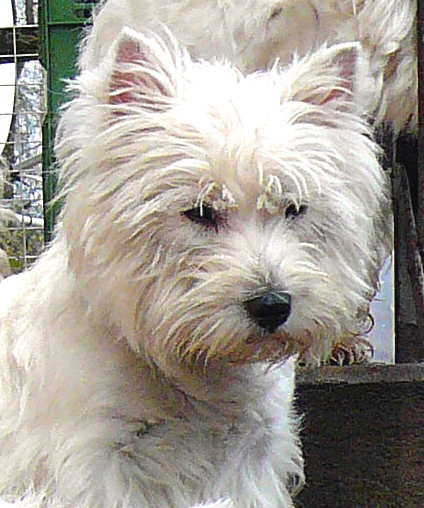 Vahine Du Mat Des Oyats | West Highland White Terrier 