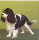 Dolby | Cavalier King Charles Spaniel 