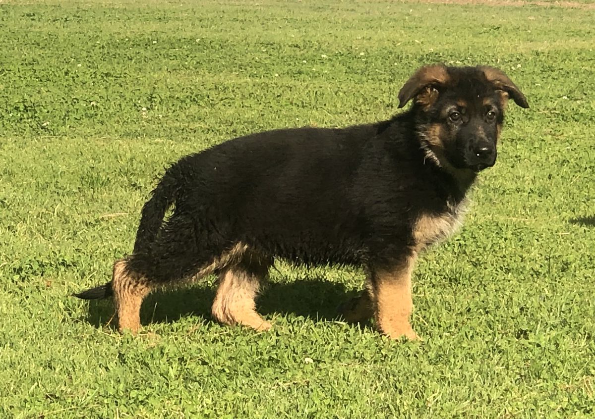 Zzyzx Von Saucedo | German Shepherd Dog 