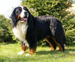 Ustus von der Grossen Gusen | Bernese Mountain Dog 