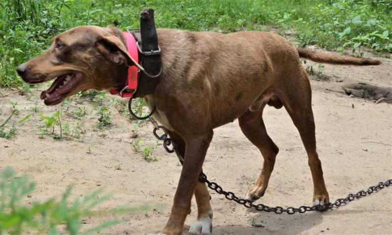 TKHD Buddy | Catahoula Leopard Dog 