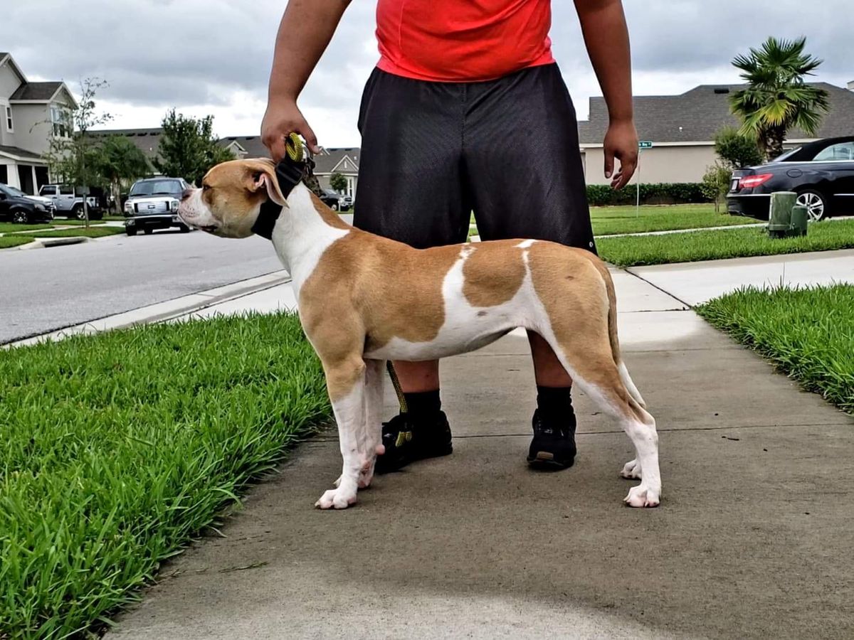 CSK’s “Stone Gazer” a.k.a. MEDUSA | American Bulldog 