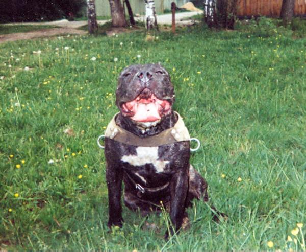 Citilion Tiffi | American Staffordshire Terrier 