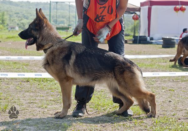 Ol'kir Haus Zumrat | German Shepherd Dog 