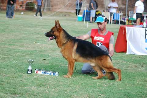 Dunga de los Elegidos | German Shepherd Dog 
