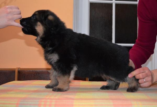 Dar Midasa Kamaro | German Shepherd Dog 