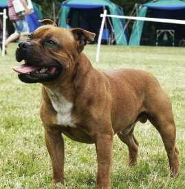 Patrick of Celtic Staff`s | Staffordshire Bull Terrier 