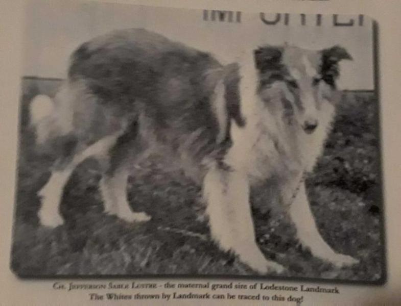 Jefferson Sable Lustre | Rough Collie 