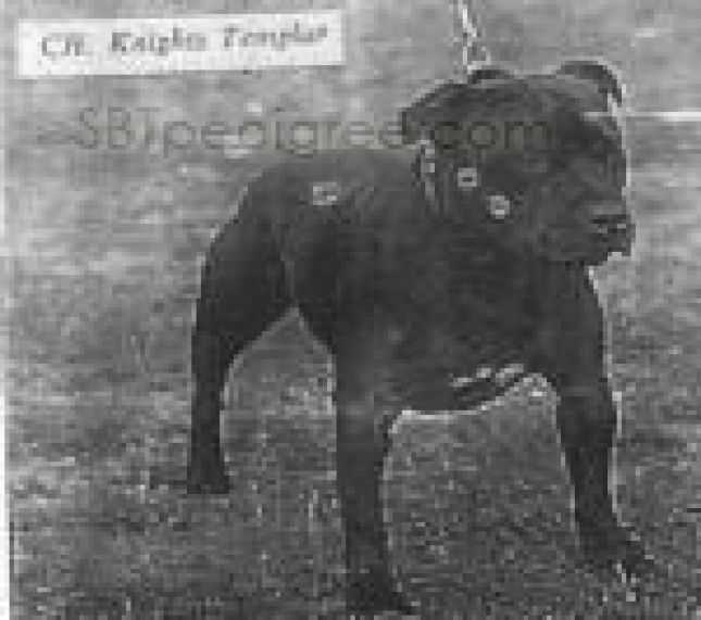 Knight Templar | Staffordshire Bull Terrier 